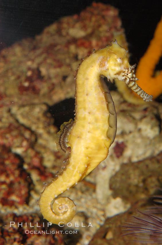 Barbours seahorse., Hippocampus barbouri, natural history stock photograph, photo id 08694