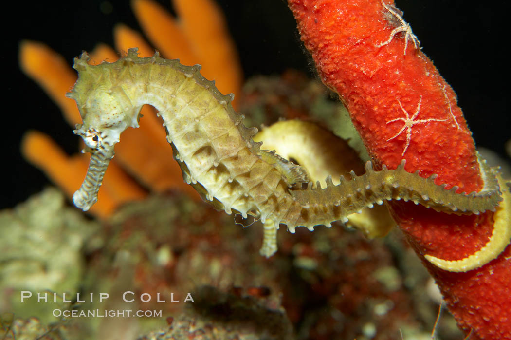 Barbours seahorse., Hippocampus barbouri, natural history stock photograph, photo id 11766