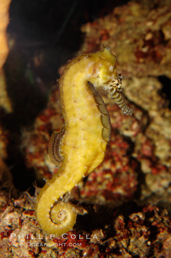 Barbours seahorse., Hippocampus barbouri, natural history stock photograph, photo id 08696