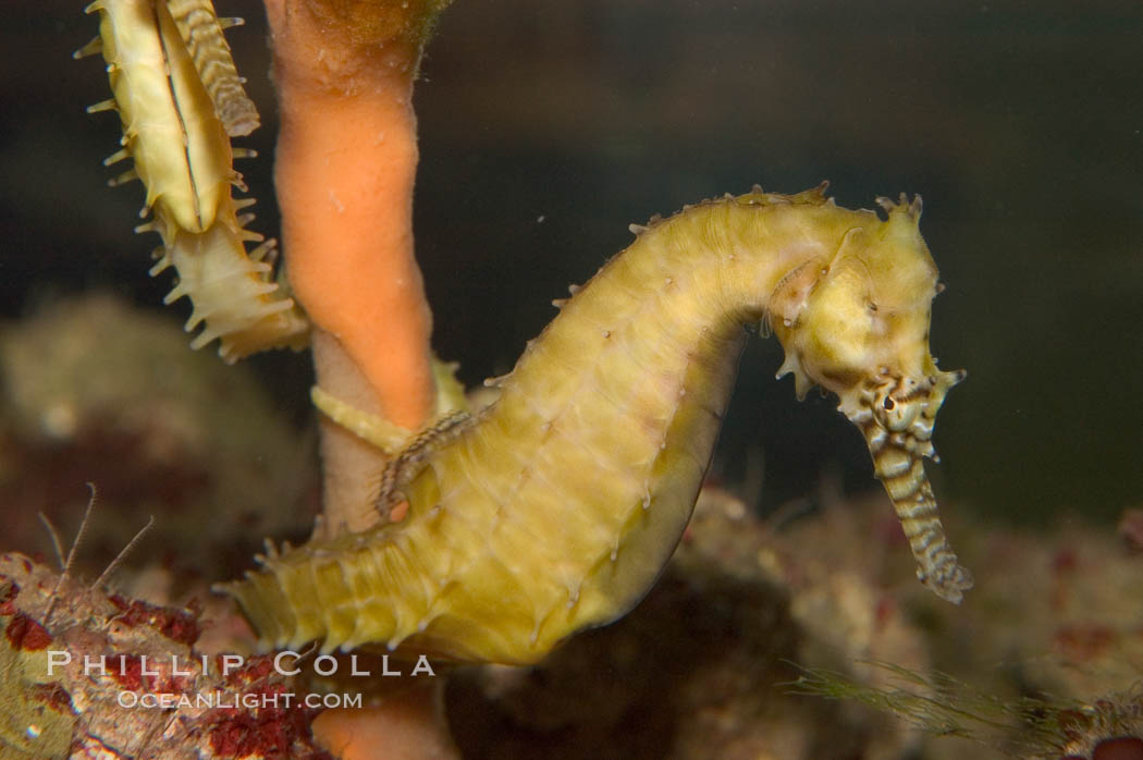 Barbours seahorse., Hippocampus barbouri, natural history stock photograph, photo id 07903