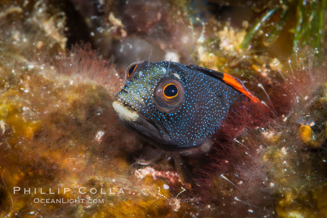 Barnacle blenny, Acanthemblemaria macrospilus, Sea of Cortez. Isla Espiritu Santo, Baja California, Mexico, natural history stock photograph, photo id 33783