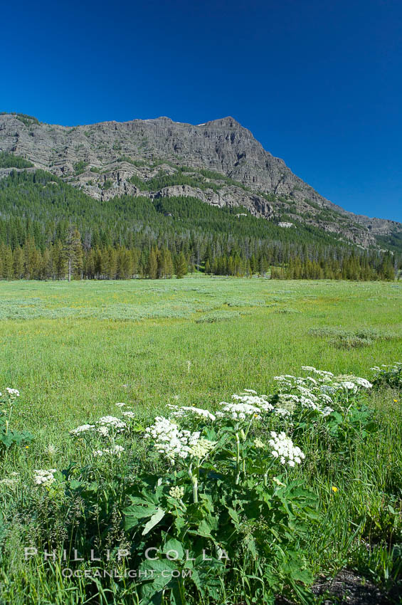 Barronette Peak rises above a meadow. Yellowstone National Park, Wyoming, USA, natural history stock photograph, photo id 13633