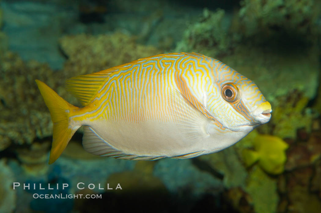 Barred spinefoot rabbitfish, daytime coloration., Siganus doliatus, natural history stock photograph, photo id 12942