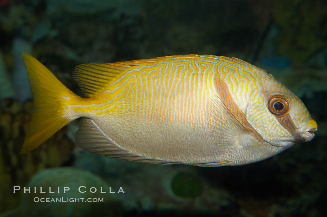 Barred spinefoot rabbitfish, daytime coloration., Siganus doliatus, natural history stock photograph, photo id 12943