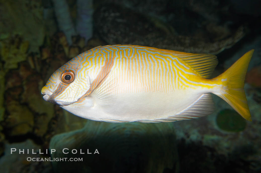 Barred spinefoot rabbitfish, daytime coloration., Siganus doliatus, natural history stock photograph, photo id 12941