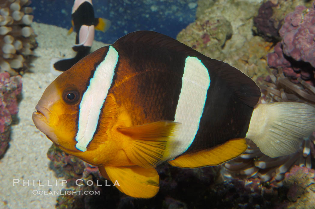 Barrier reef anemonefish., Amphiprion akindynos, natural history stock photograph, photo id 08824