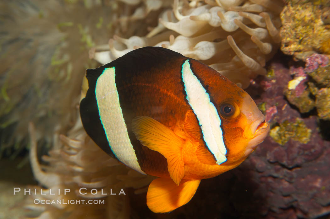 Barrier reef anemonefish., Amphiprion akindynos, natural history stock photograph, photo id 12912