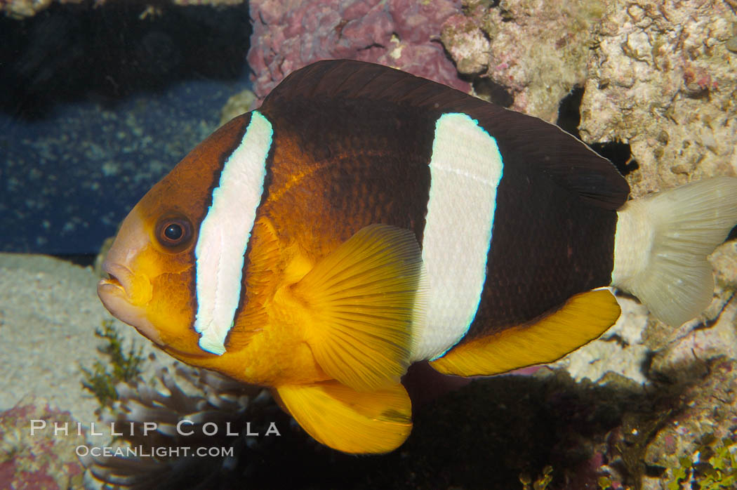 Barrier reef anemonefish., Amphiprion akindynos, natural history stock photograph, photo id 08823