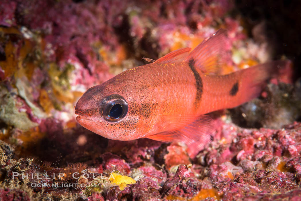 Barspot Cardinalfish, Apogon retrosell, Sea of Cortez. Isla Espiritu Santo, Baja California, Mexico, natural history stock photograph, photo id 33813