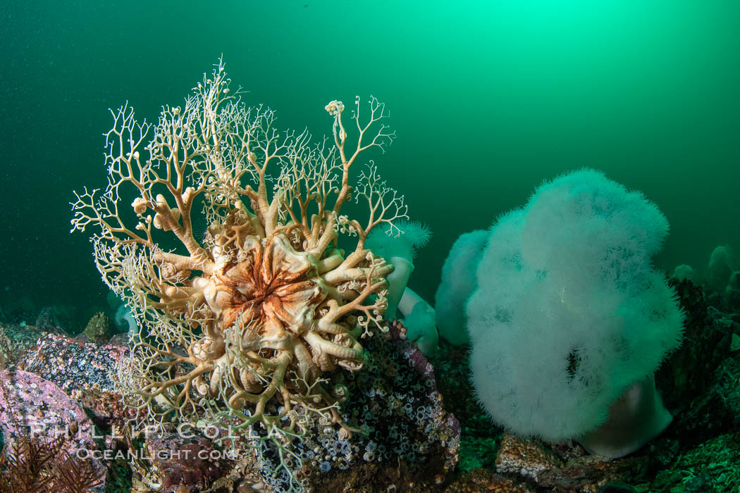 Basket Star and Giant Metridium anemone, Browning Pass, Vancouver Island. British Columbia, Canada, Gorgonocephalus eucnemis, Metridium farcimen, natural history stock photograph, photo id 35494