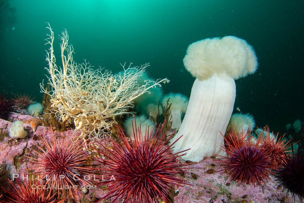 Basket Star and Giant Metridium anemone, Browning Pass, Vancouver Island. British Columbia, Canada, Gorgonocephalus eucnemis, Metridium farcimen, natural history stock photograph, photo id 35420