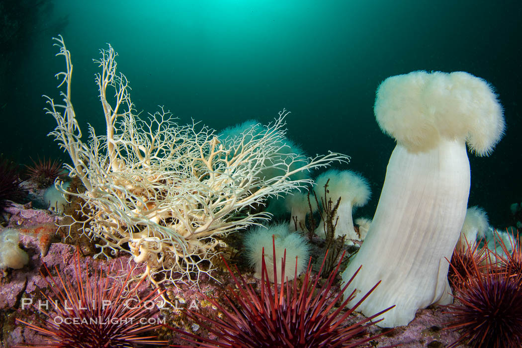 Basket Star and Giant Metridium anemone, Browning Pass, Vancouver Island, Gorgonocephalus eucnemis, Metridium farcimen