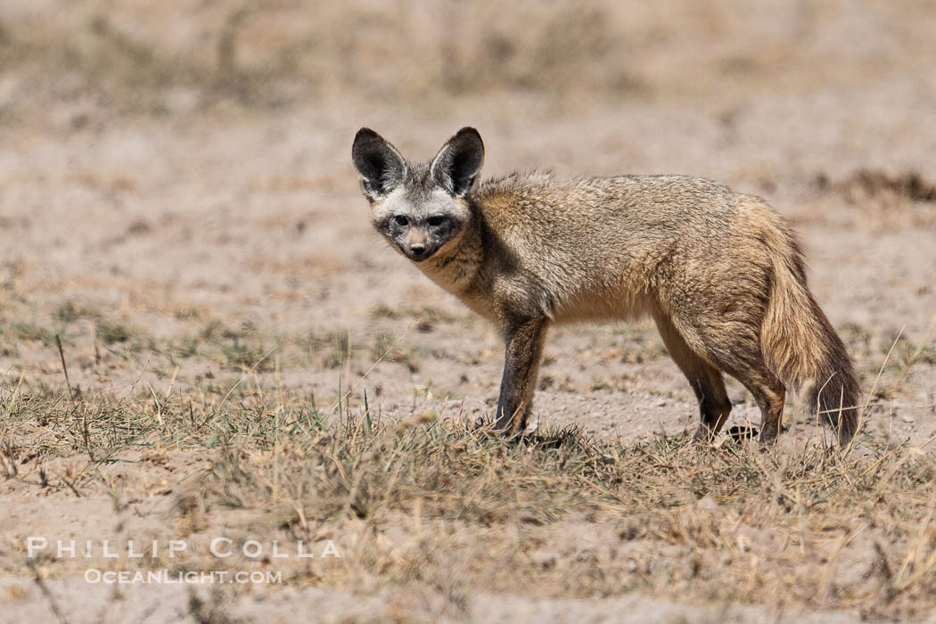 Bat-Eared Fox, Otocyon magalotis, Amboseli National Park., Otocyon magalotis, natural history stock photograph, photo id 39741