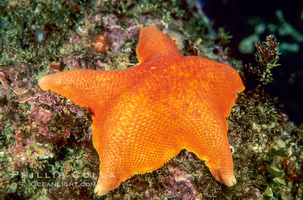 Bat star. California, USA, Asterina miniata, natural history stock photograph, photo id 01037