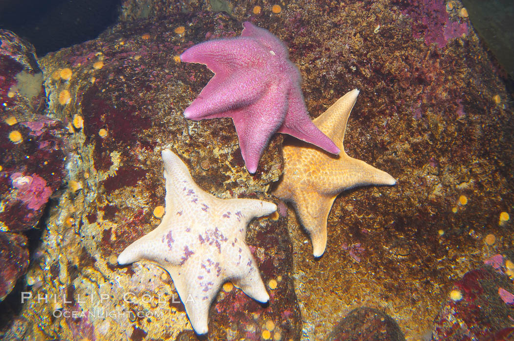 Bat stars., Asterina miniata, natural history stock photograph, photo id 14018