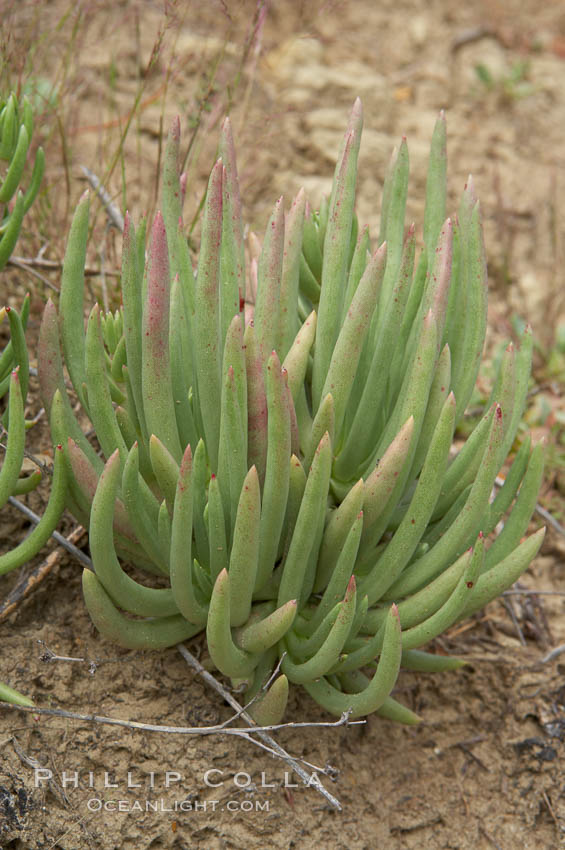 Unidentified., natural history stock photograph, photo id 11698