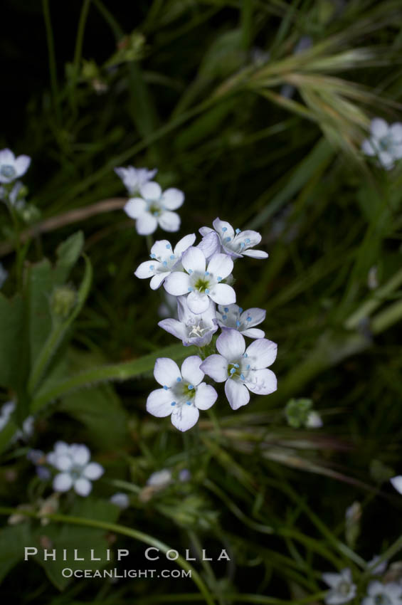 Unidentified. Batiquitos Lagoon, Carlsbad, California, USA, natural history stock photograph, photo id 11734