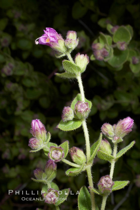 Unidentified., natural history stock photograph, photo id 11738