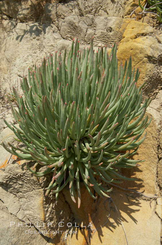 Unidentified. Batiquitos Lagoon, Carlsbad, California, USA, natural history stock photograph, photo id 11700