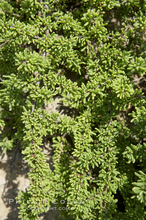 Unidentified. Batiquitos Lagoon, Carlsbad, California, USA, natural history stock photograph, photo id 11704