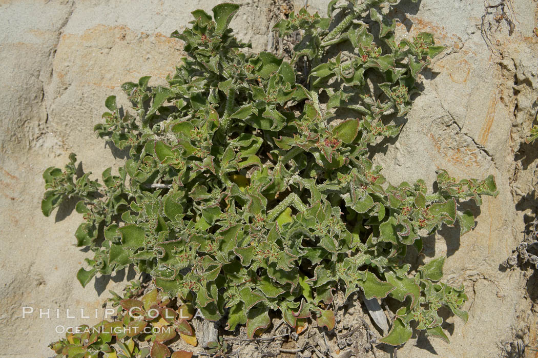 Unidentified., natural history stock photograph, photo id 11709