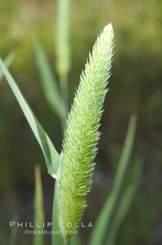 Unidentified., natural history stock photograph, photo id 11741