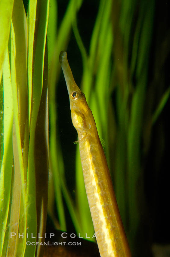 Bay pipefish hiding in algae., Syngnathus leptorhynchus, natural history stock photograph, photo id 09839