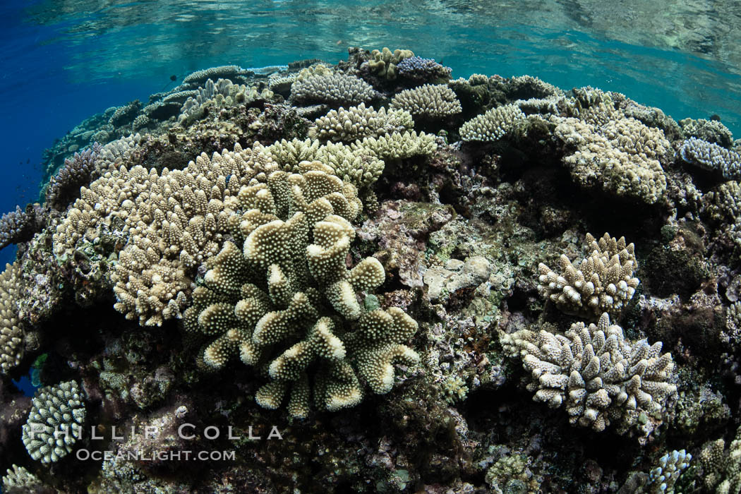 Beautiful Coral Reef Scene, Fiji. Vatu I Ra Passage, Bligh Waters, Viti Levu Island, natural history stock photograph, photo id 34782