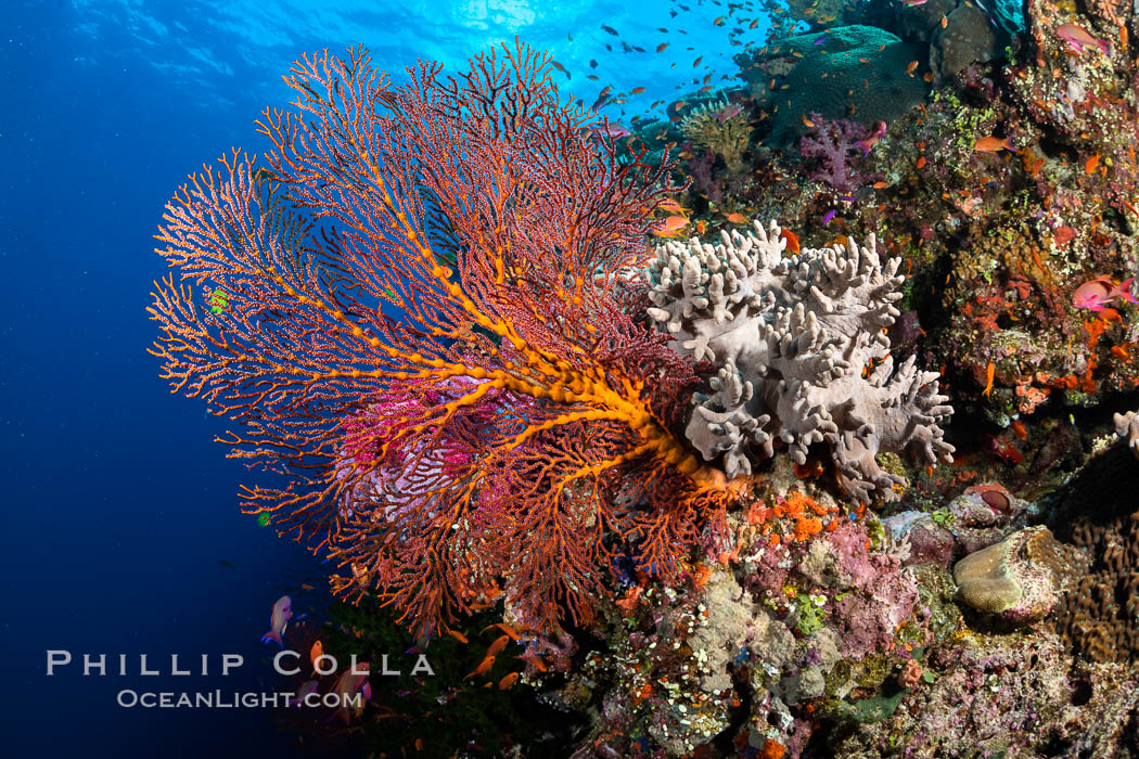 Beautiful Coral Reef Scene, Fiji. Vatu I Ra Passage, Bligh Waters, Viti Levu Island, Gorgonacea, natural history stock photograph, photo id 35046