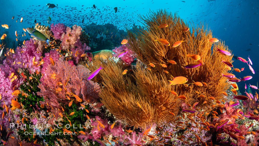Beautiful Coral Reef Scene, Fiji. Vatu I Ra Passage, Bligh Waters, Viti Levu Island, natural history stock photograph, photo id 35040