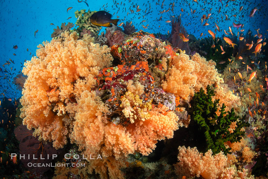 Beautiful Coral Reef Scene, Fiji., natural history stock photograph, photo id 34973