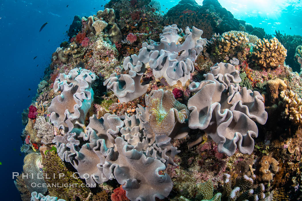 Beautiful Coral Reef Scene, Fiji. Vatu I Ra Passage, Bligh Waters, Viti Levu Island, natural history stock photograph, photo id 35045