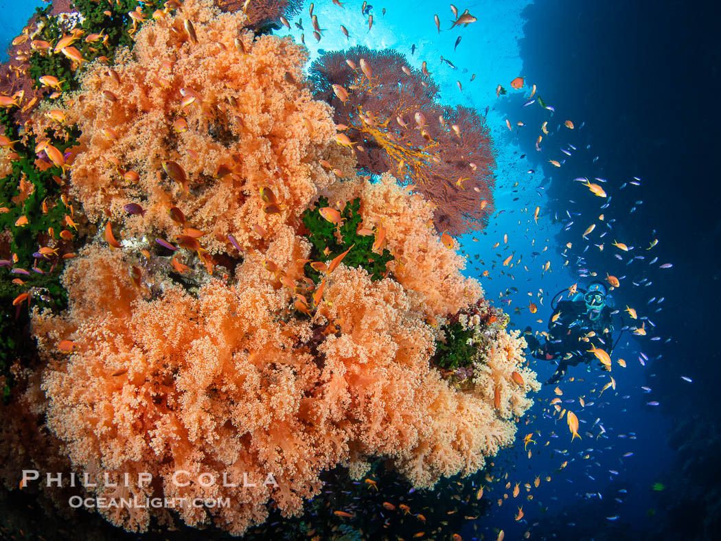 Beautiful Dendronephthya soft corals display incredible color on Fijian coral reefs. They swell when the current is running and extend outward to capture passing plankton and food. Vatu I Ra Passage, Bligh Waters, Viti Levu Island, Dendronephthya, natural history stock photograph, photo id 41094