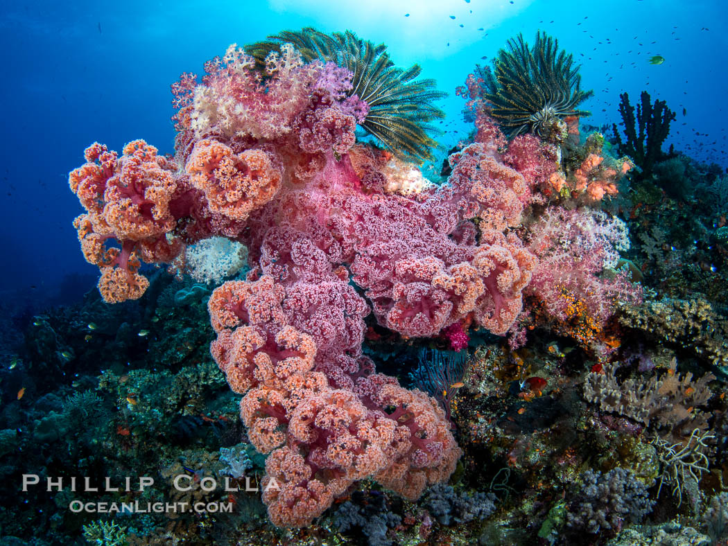 Beautiful Dendronephthya soft corals display incredible color on Fijian coral reefs. Two crinoids (feather stars) cling to the top of the reef structure. Soft corals swell when the current is running and extend outward to capture passing plankton and food. Namena Marine Reserve, Namena Island, Dendronephthya, natural history stock photograph, photo id 41028
