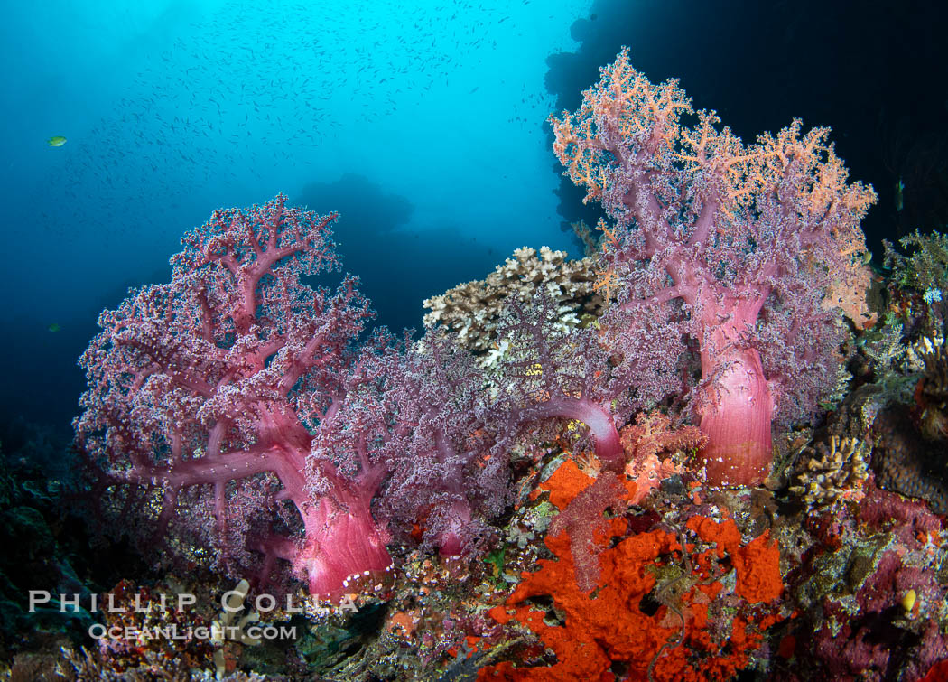 Beautiful Dendronephthya soft corals display incredible color on Fijian coral reefs. They swell when the current is running and extend outward to capture passing plankton and food. Vatu I Ra Passage, Bligh Waters, Viti Levu Island, Dendronephthya, natural history stock photograph, photo id 41032