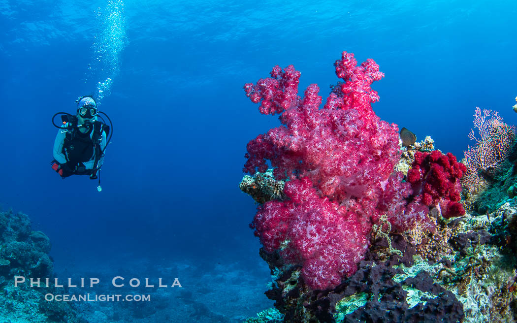 Beautiful Dendronephthya soft corals display incredible color on Fijian coral reefs. They swell when the current is running and extend outward to capture passing plankton and food. Namena Marine Reserve, Namena Island, Dendronephthya, natural history stock photograph, photo id 41100