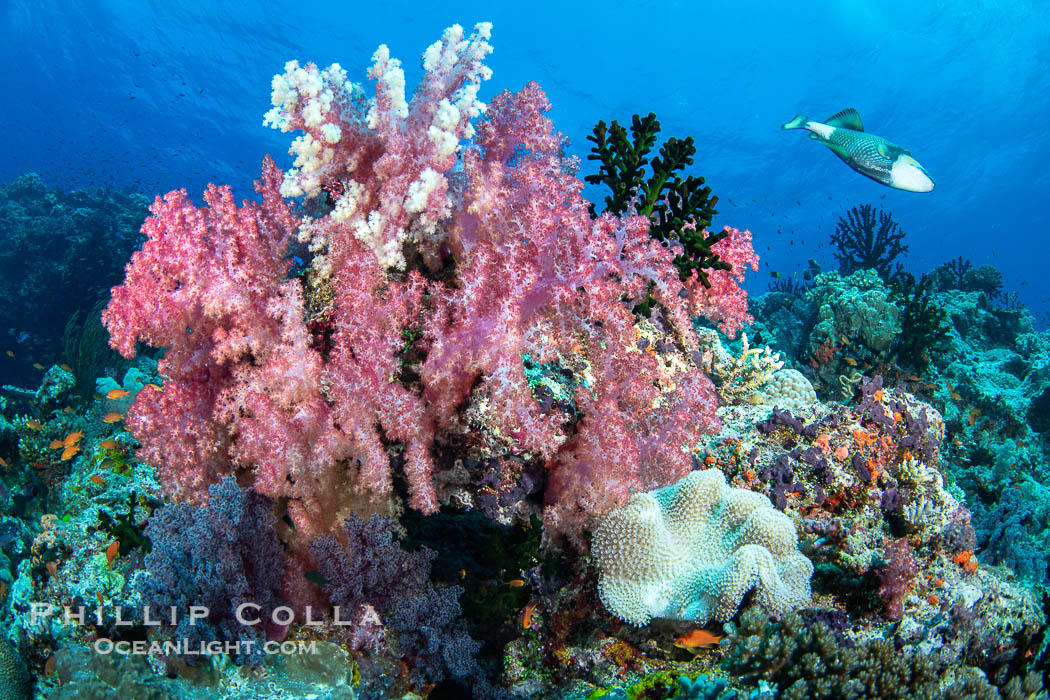 Beautiful Dendronephthya soft corals display incredible color on Fijian coral reefs. They swell when the current is running and extend outward to capture passing plankton and food. Namena Marine Reserve, Namena Island, Dendronephthya, natural history stock photograph, photo id 41128