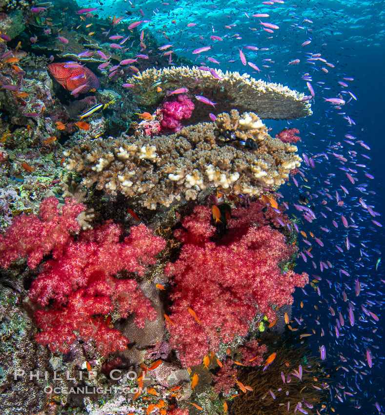 Beautiful Dendronephthya soft corals display incredible color on Fijian coral reefs. They swell when the current is running and extend outward to capture passing plankton and food. Namena Marine Reserve, Namena Island, Dendronephthya, natural history stock photograph, photo id 41132