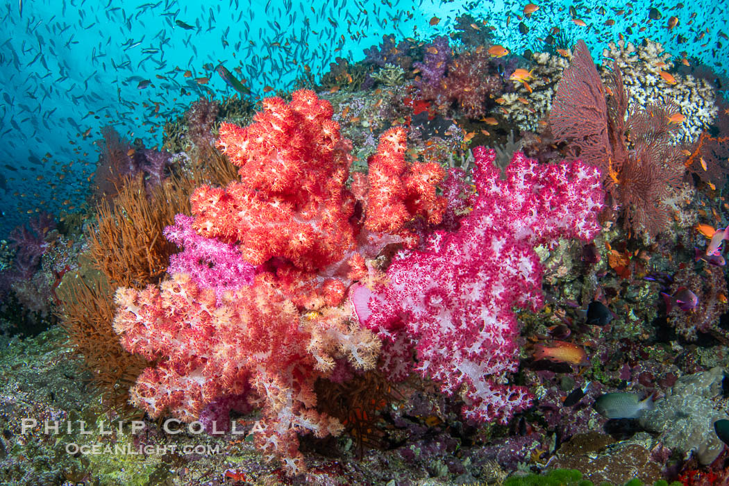 Beautiful Dendronephthya soft corals display incredible color on Fijian coral reefs. They swell when the current is running and extend outward to capture passing plankton and food. Vatu I Ra Passage, Bligh Waters, Viti Levu Island, Dendronephthya, natural history stock photograph, photo id 41051
