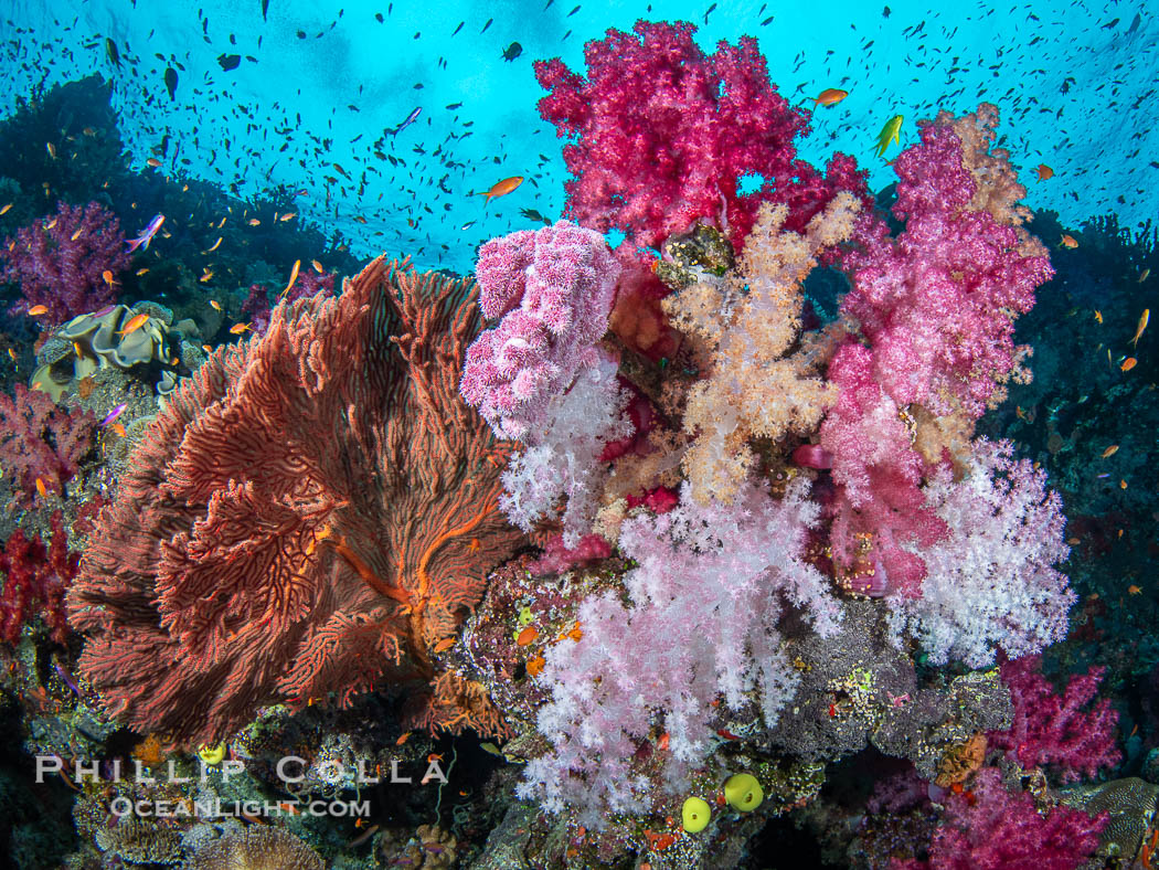 Beautiful Dendronephthya soft corals display incredible color on Fijian coral reefs. They swell when the current is running and extend outward to capture passing plankton and food. Namena Marine Reserve, Namena Island, Dendronephthya, natural history stock photograph, photo id 41075