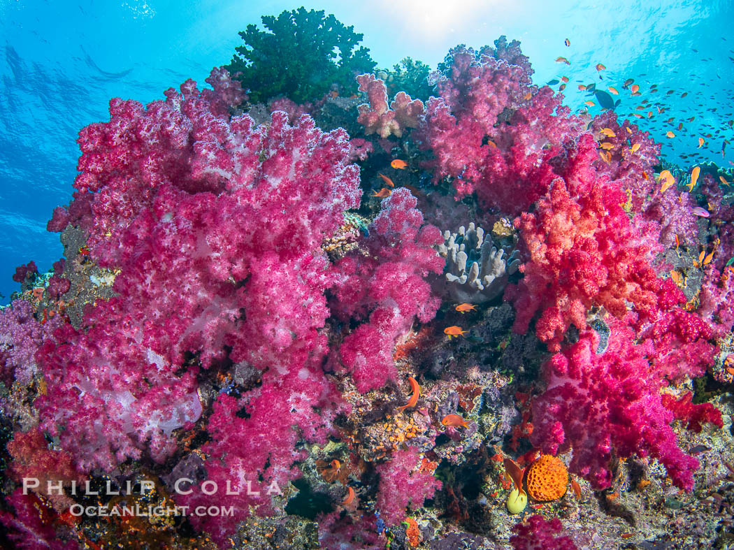 Beautiful Dendronephthya soft corals display incredible color on Fijian coral reefs. They swell when the current is running and extend outward to capture passing plankton and food. Namena Marine Reserve, Namena Island, Dendronephthya, natural history stock photograph, photo id 41127