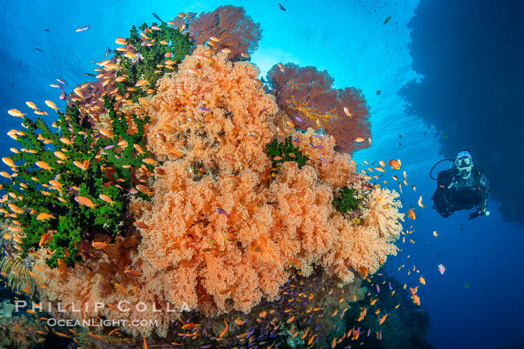 Tracy swimming alongside beautiful Dendronephthya soft corals displaying incredible color on a Fijian coral reef. Soft corals swell when the current is running and extend outward to capture passing plankton and food. Vatu I Ra Passage, Bligh Waters, Viti Levu Island, Dendronephthya, Tubastrea micrantha, natural history stock photograph, photo id 41021