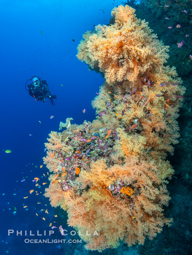 Tracy and one of the beautiful outcroppings of Golden Yellow Dendronephthya soft coral at the "Mellow Yellow" dive site. Beautiful Dendronephthya soft corals display incredible color on Fijian coral reefs. They swell when the current is running and extend outward to capture passing plankton and food. Vatu I Ra Passage, Bligh Waters, Viti Levu Island, Dendronephthya, natural history stock photograph, photo id 41025