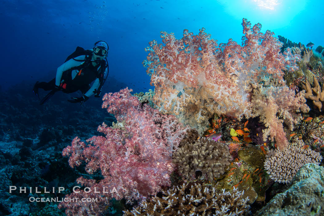 Beautiful Dendronephthya soft corals display incredible color on Fijian coral reefs. They swell when the current is running and extend outward to capture passing plankton and food. Namena Marine Reserve, Namena Island, Dendronephthya, natural history stock photograph, photo id 41057
