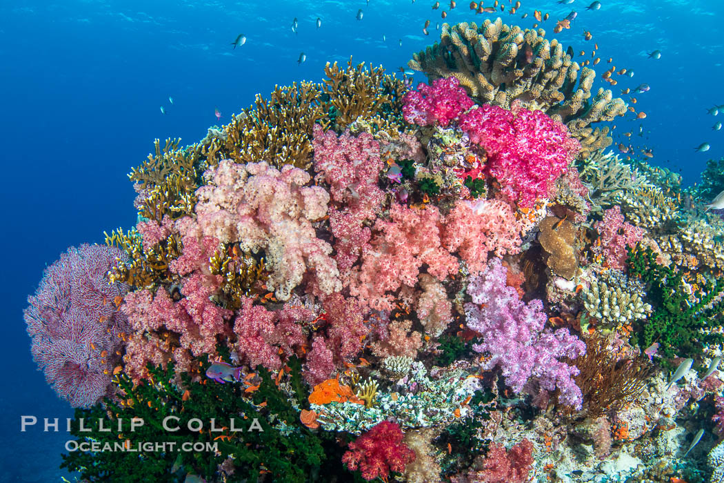 Beautiful Dendronephthya soft corals display incredible color on Fijian coral reefs. They swell when the current is running and extend outward to capture passing plankton and food., Dendronephthya, natural history stock photograph, photo id 41109