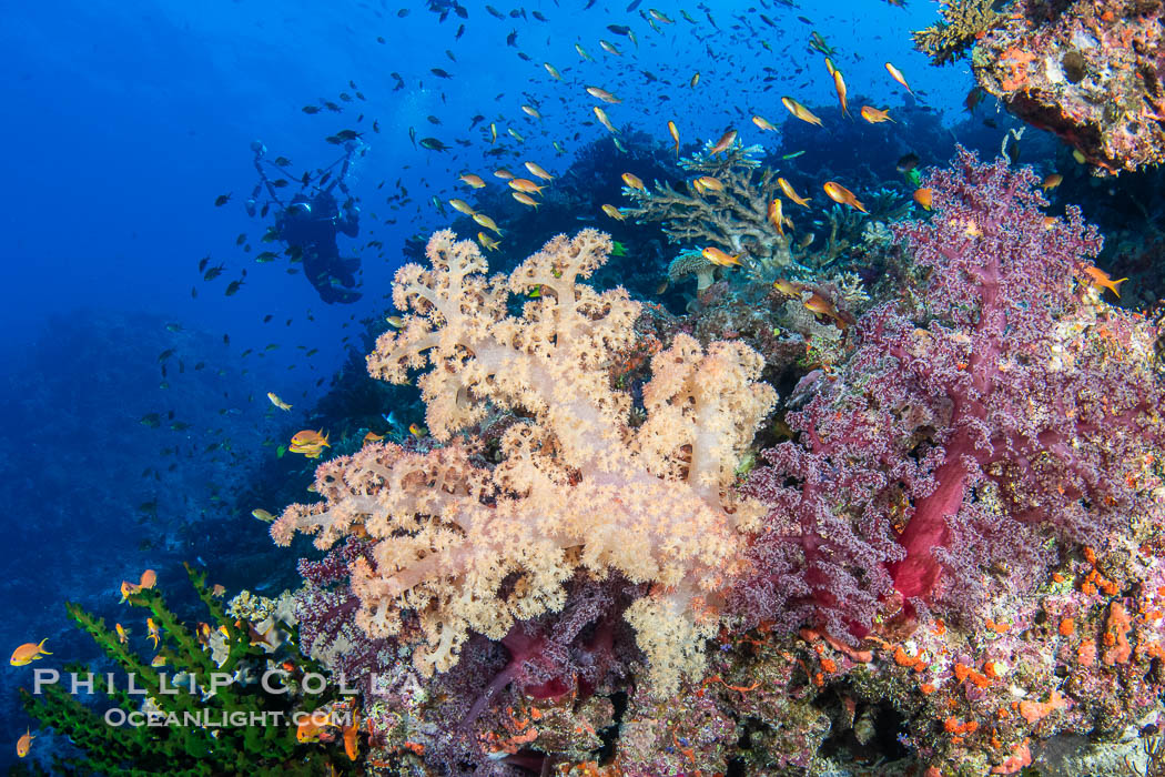 Beautiful Dendronephthya soft corals display incredible color on Fijian coral reefs. They swell when the current is running and extend outward to capture passing plankton and food. Namena Marine Reserve, Namena Island, Dendronephthya, natural history stock photograph, photo id 41125