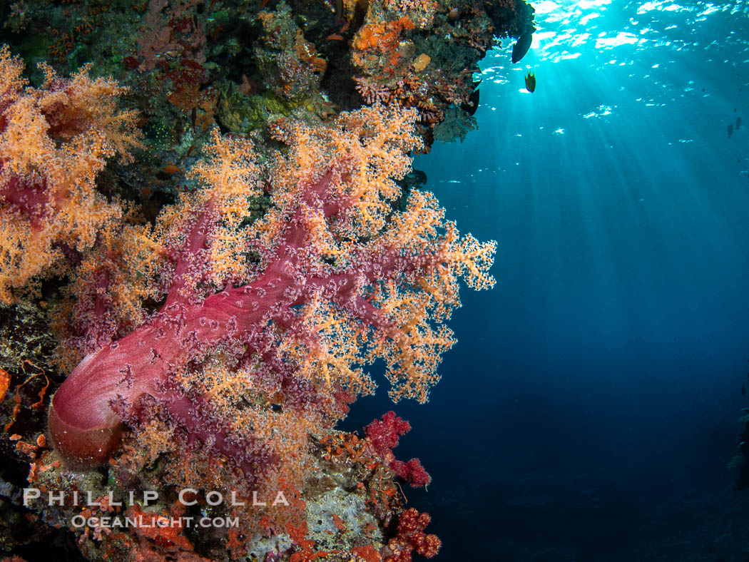Beautiful Dendronephthya soft corals display incredible color on Fijian coral reefs. They swell when the current is running and extend outward to capture passing plankton and food., Dendronephthya, natural history stock photograph, photo id 41157