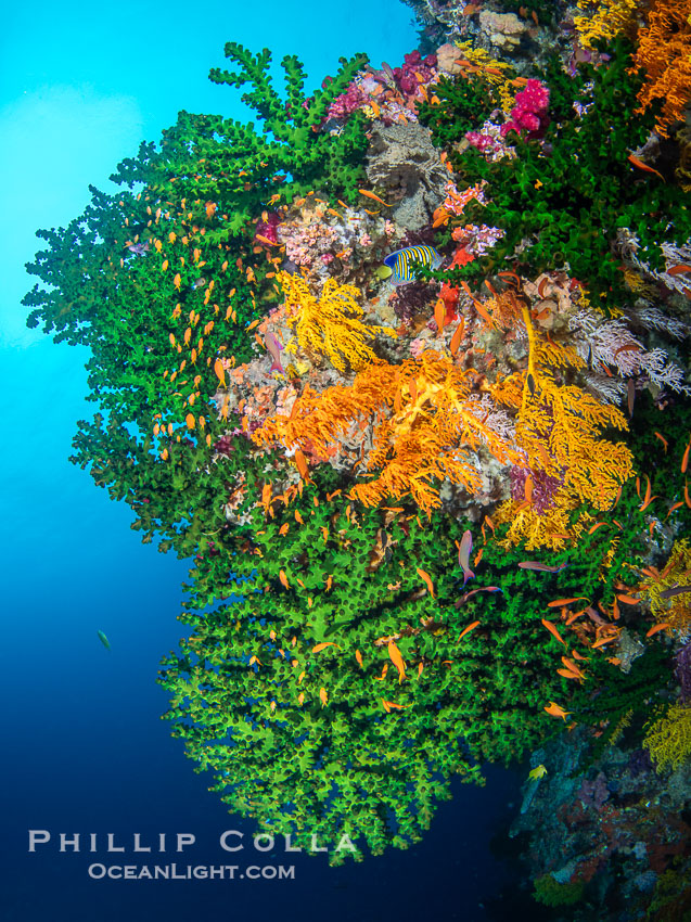 Beautiful Fijian Coral Reef with a Mix of Hard and Soft Corals. Vatu I Ra Passage, Bligh Waters, Viti Levu Island, Tubastrea micrantha, natural history stock photograph, photo id 41042