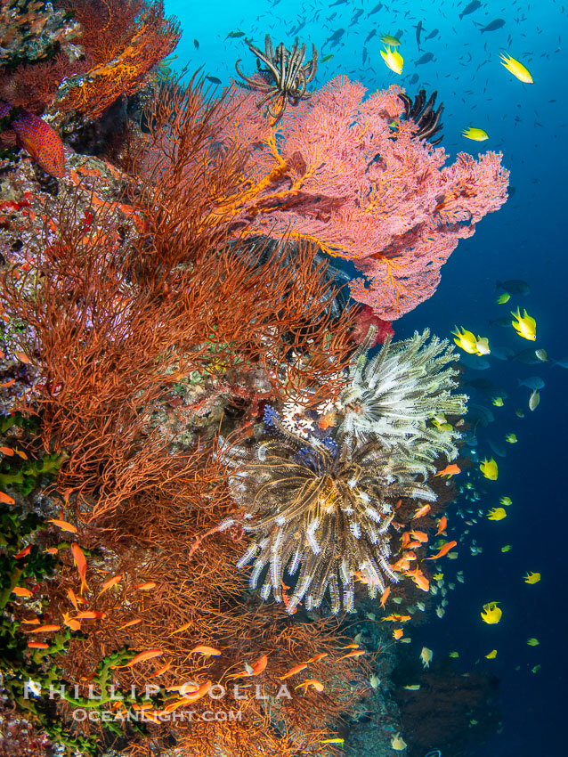Beautiful Fijian Coral Reef with a Mix of Hard and Colorful Soft Corals. Vatu I Ra Passage, Bligh Waters, Viti Levu Island, natural history stock photograph, photo id 41052
