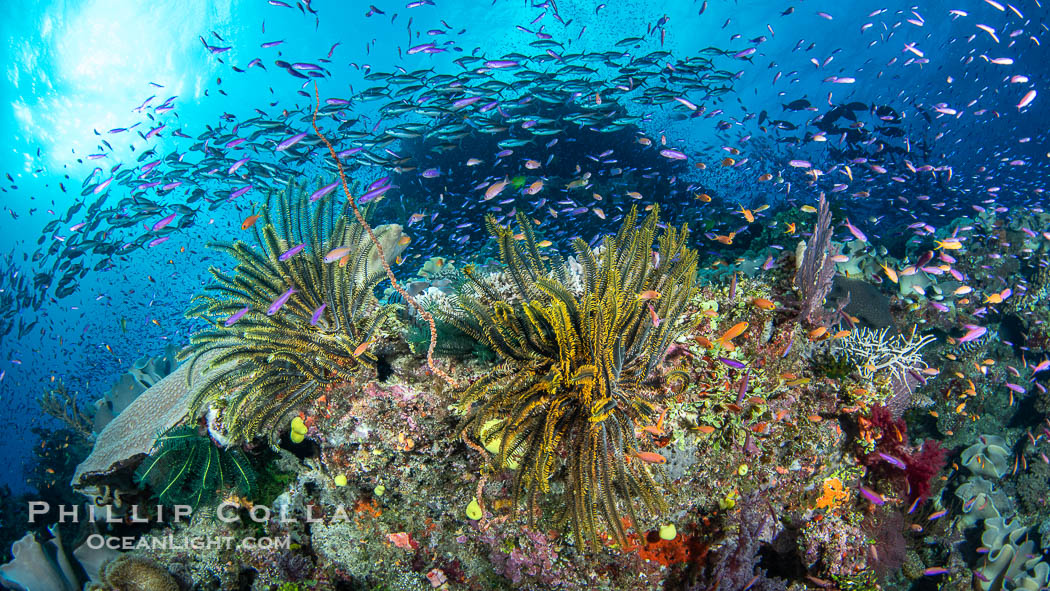 Beautiful Fijian Coral Reef with a Mix of Hard and Colorful Soft Corals. Namena Marine Reserve, Namena Island, natural history stock photograph, photo id 41096